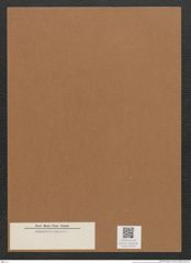 Diatomeae indet. Zeichnungen Sammlung Grunow Mappe 03174 (Herbarium_W_Grunow_drawings_Folder_03174)